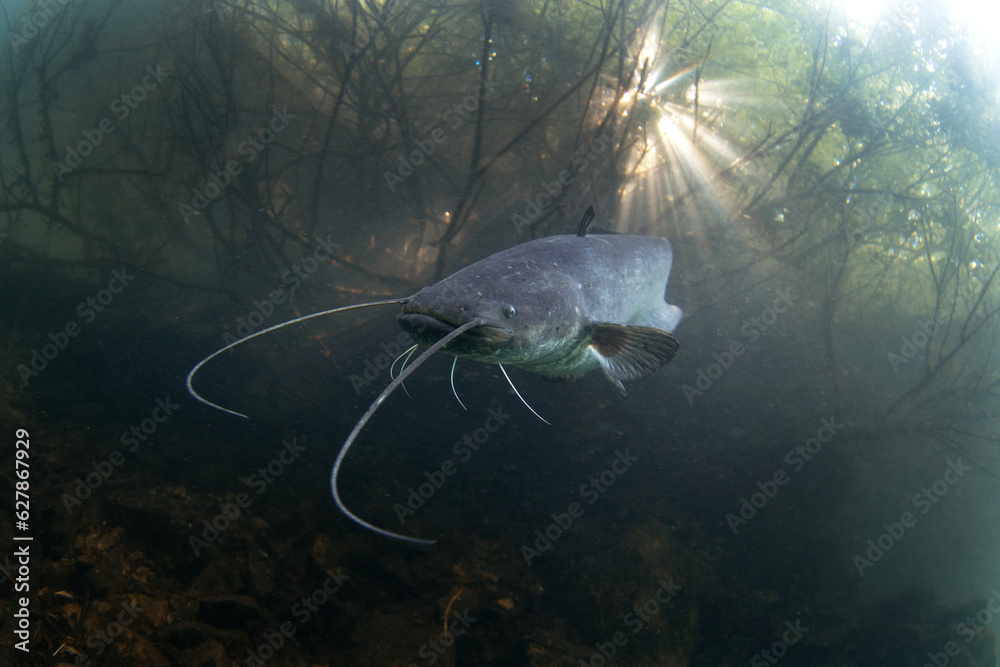 Wels catfish is near the surface. Silurus glanis during dive in the