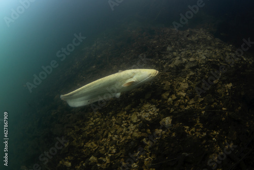 White wels catfish is swimming on the bottom. Silurus glanis during dive in the lake. European fish in the nature habitat.