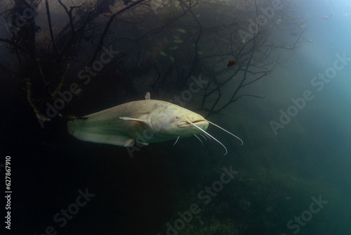 White wels catfish is hiding in the brushwood under the surface. Silurus glanis during dive in the lake. European fish in the nature habitat.  photo