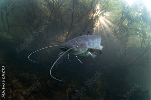 Wels catfish is near the surface. Silurus glanis during dive in the lake. European fish in the nature habitat. photo