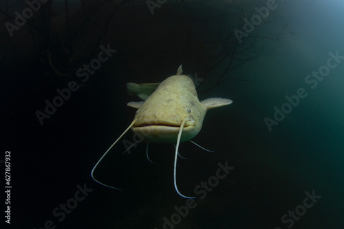 White wels catfish is hiding in the brushwood under the surface. Silurus glanis during dive in the lake. European fish in the nature habitat.  photo