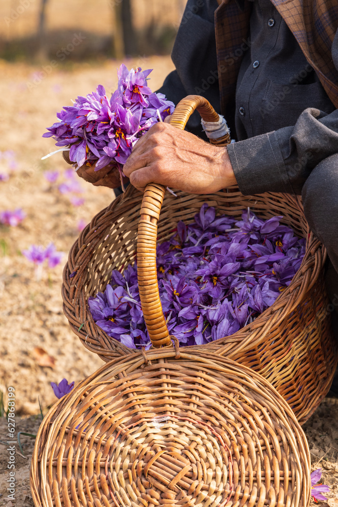 Man with a basket of saffron crocus flowers in a field in Jammu and Kashmir.
