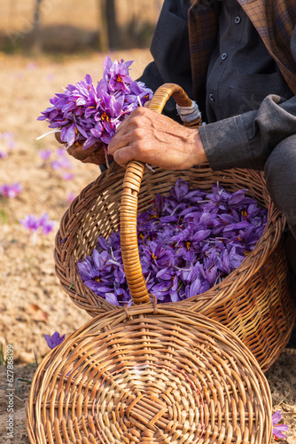 Obraz na płótnie Man with a basket of saffron crocus flowers in a field in Jammu and Kashmir. w salonie