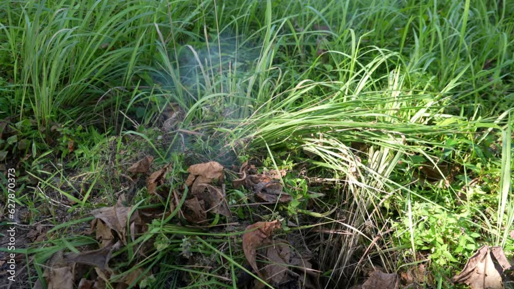 Slow motion burning of green bush plant Slow motion burning of green bush plant