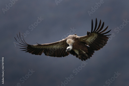 Griffon vultures is flying in Rhodope mountains. Rare european griffon vulture in the mountains. Brown vulture in Bulgaria mountains.