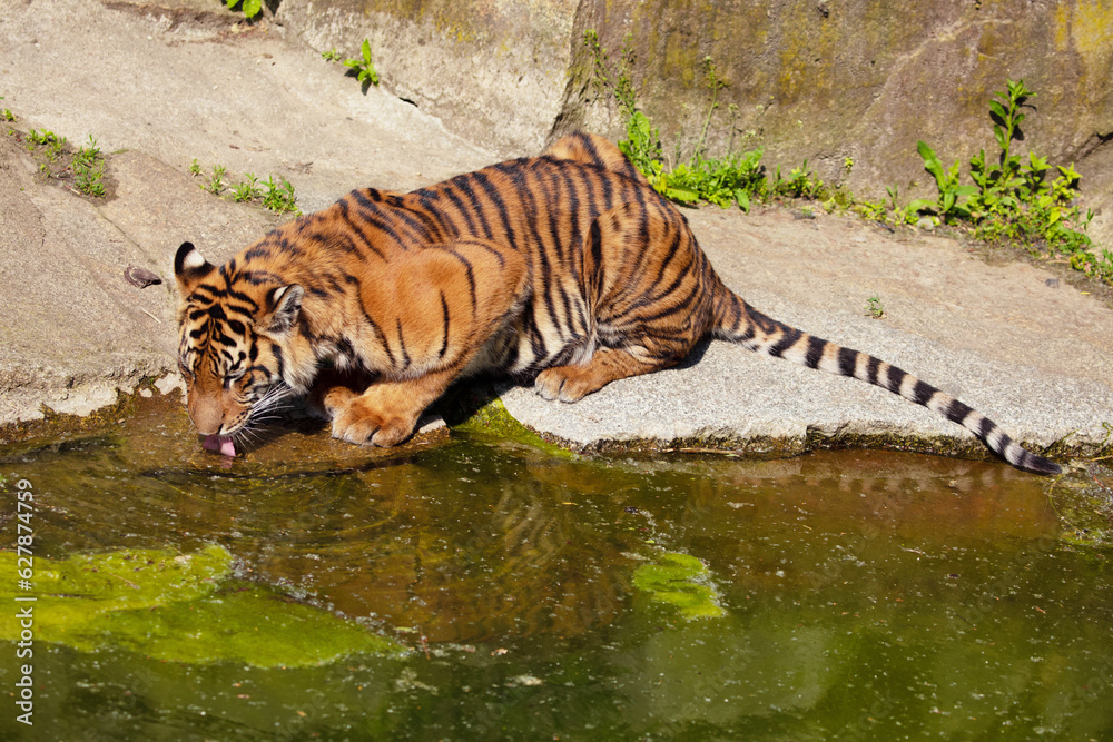 Fototapeta premium close-up tiger drinks water from a stream.