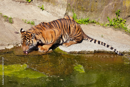 close-up tiger drinks water from a stream.