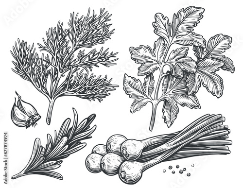 Obraz na plátně Dill, parsley, chives, rosemary, garlic, peppercorns