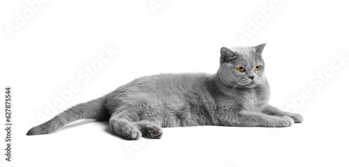 British purebred cat lies on a white background.