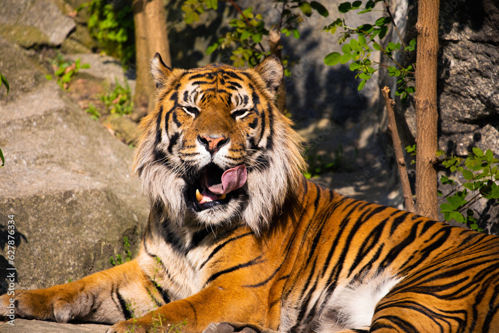 Obraz premium portrait of a cheerful tiger yawns, sneezes and opens its mouth and sticks out its tongue