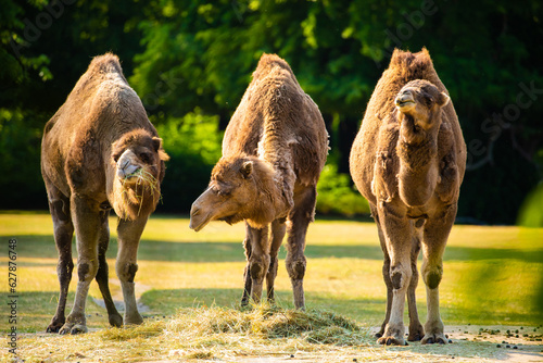 several camels eat grass at sunset. pack animals