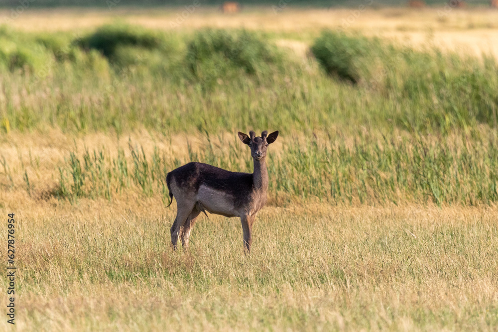 Junger schwarzer Damhirsch auf einer Wiese bei Zingst an der Ostsee. Junger schwarzer Damhirsch auf einer Wiese bei Zingst an der Ostsee.