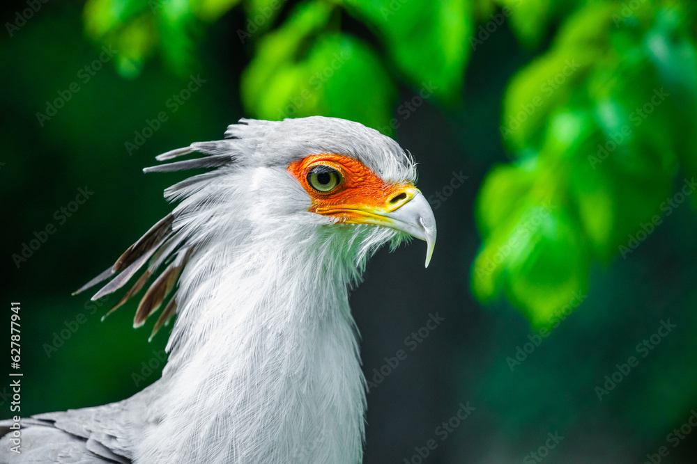 Portrait fascinating Secretary large predatory bird mostly stays on ground. closeup eyelashes Portrait fascinating Secretary large predatory bird mostly stays on ground. closeup eyelashes