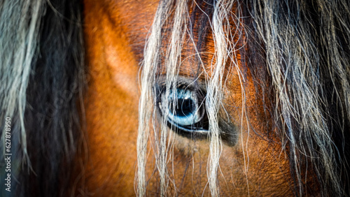 blue eyed horse 