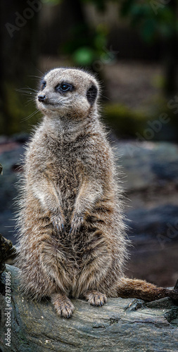 meerkat on the lookout © Andleeb
