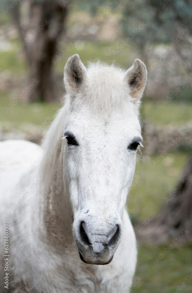 white horse in the garden. Funny animals in nature white horse in the garden. Funny animals in nature