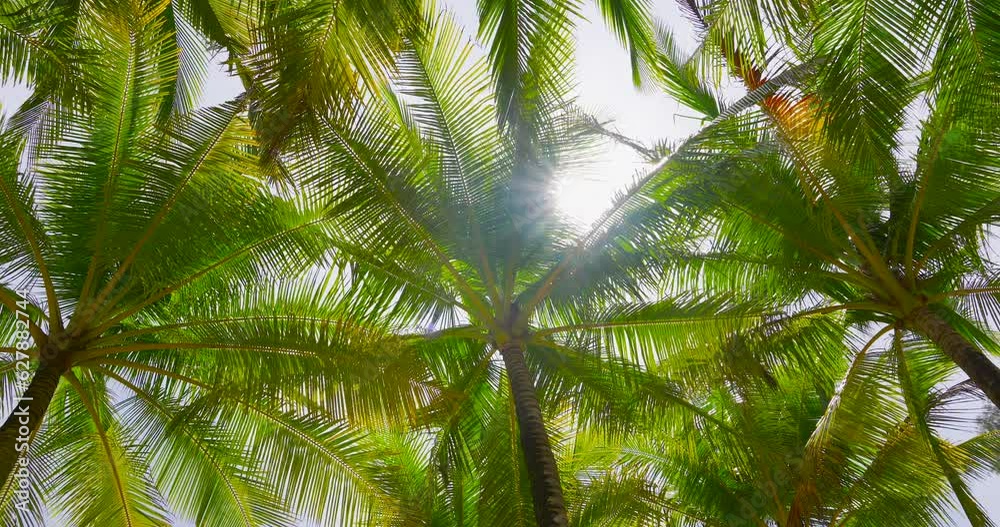 palm tree branches palm tree branches