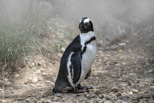 Magellan Penguin (order Sphenisciformes, family Spheniscidae) are a group of aquatic, flightless birds living almost exclusively in the southern hemisphere, especially in Antarctica photo