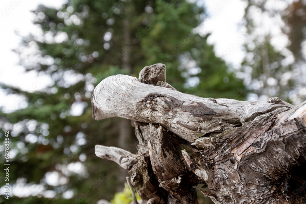 The spirit of the eagle manifests itself in the root system of an upended red cedar.