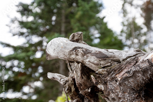 The spirit of the eagle manifests itself in the root system of an upended red cedar.
