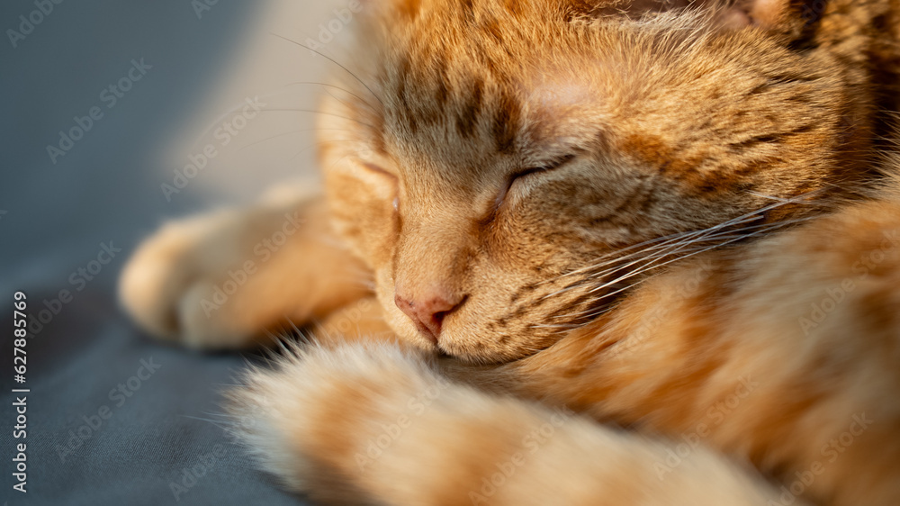 Adorable Orange Tabby Cat with Curled Tail, Sleeping, Close-Up