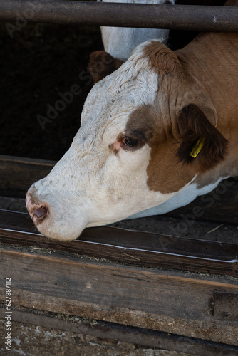 A cow's head at an empty food trough.