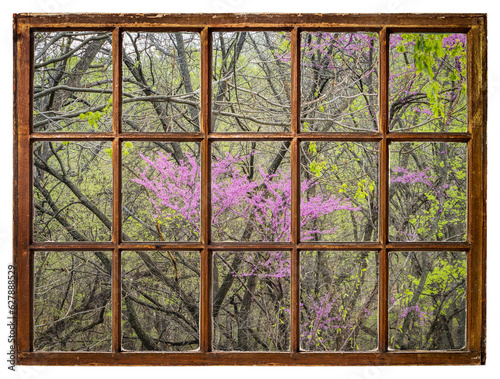 redbud tree blooming in a riparian forest along the Missouri River as seen from a vintage sash window