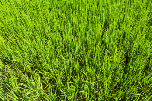 Rice close up, India