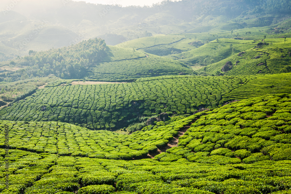 Fototapeta premium Green tea plantations in Munnar, Kerala, India