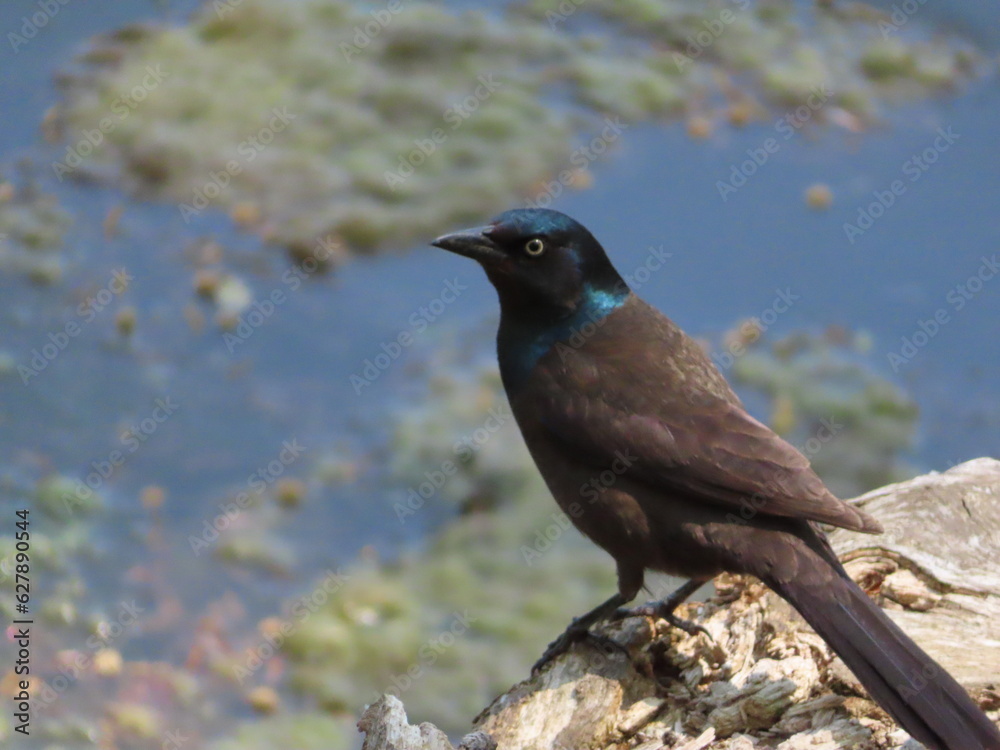 Obraz premium Grackle on a branch