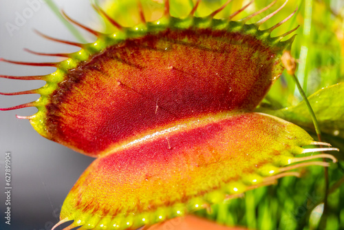 Wild Captivating Venus flytraps (Dionaea muscipula) showcase their intricate hunting mechanisms, ready to ensnare unsuspecting prey.
