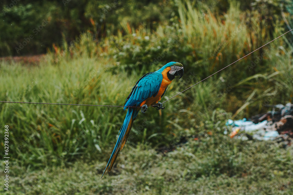 blue and yellow macaw blue and yellow macaw