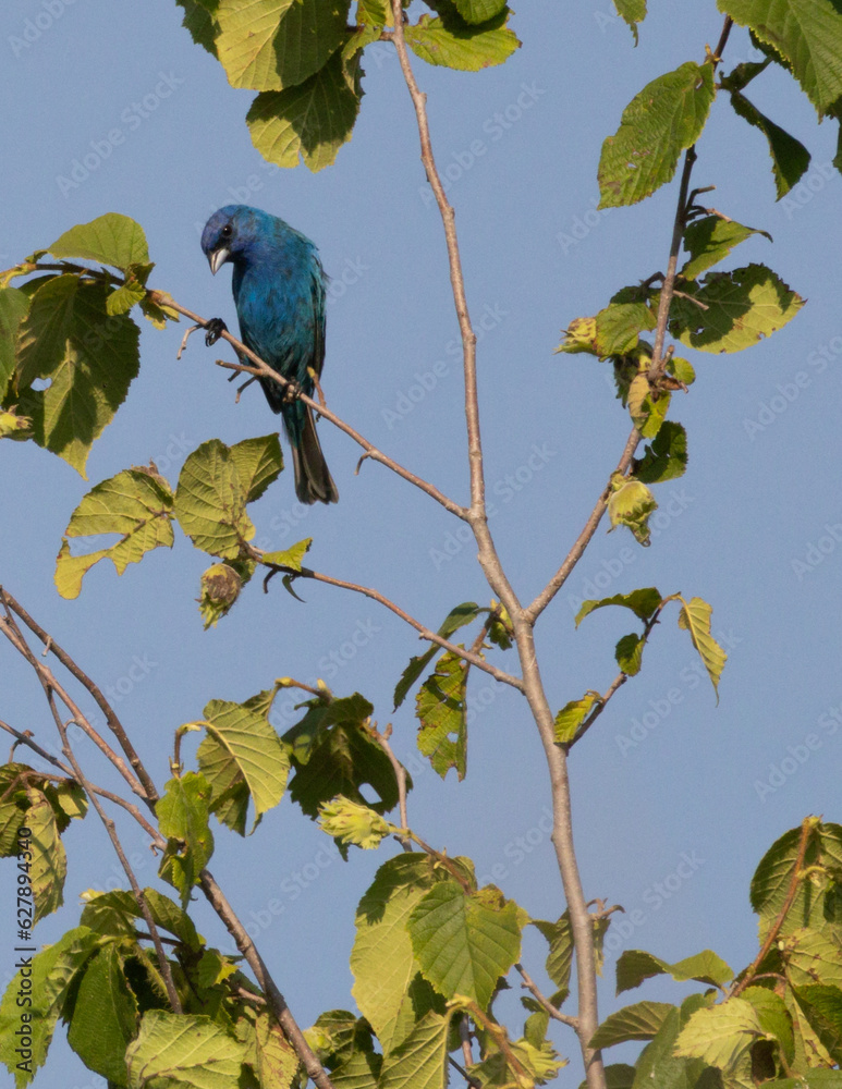 Fototapeta premium Indigo Bunting perched on a tree branch