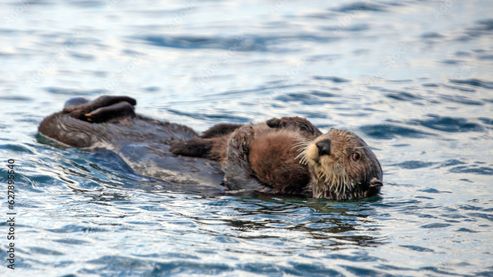 Obraz premium Watchful and wary sea otter mother holding baby pup on stomach while swimming in Pacific ocean