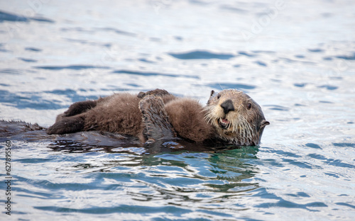 Mother sea otter holding baby on stomach while swimming in Pacific ocean near Homer Alaska United States
