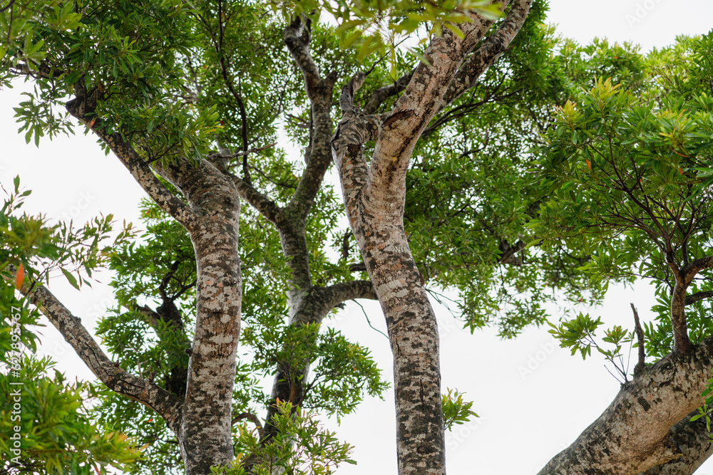 Fototapeta premium 沖縄の木