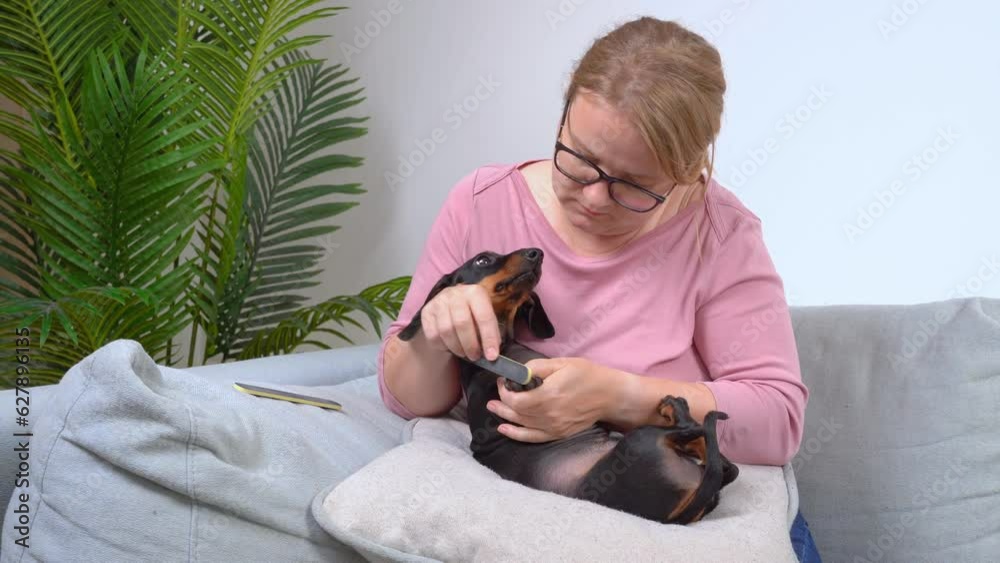 Woman with glasses holds a small dog in her arms, files her nails, gently kisses, soothes. Home pet care, hygiene, nail clipping, grooming. Childfree family, spoiled child, children's manicure Woman with glasses holds a small dog in her arms, files her nails, gently kisses, soothes. Home pet care, hygiene, nail clipping, grooming. Childfree family, spoiled child, children's manicure