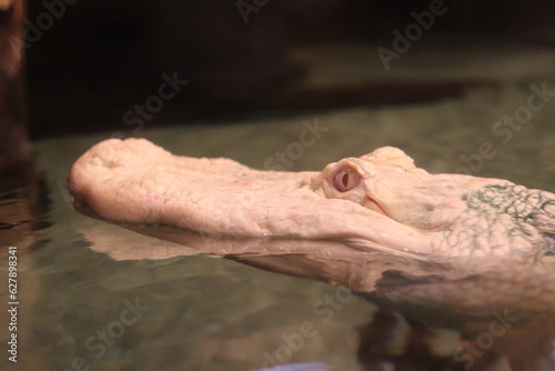 Close up of a crocodile head at the zoo