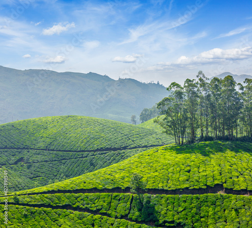 Tea plantations. Munnar, Kerala, India