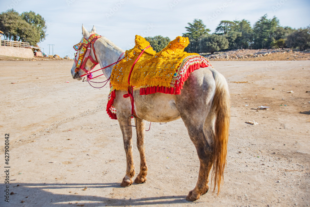 Naklejka premium camel in the desert