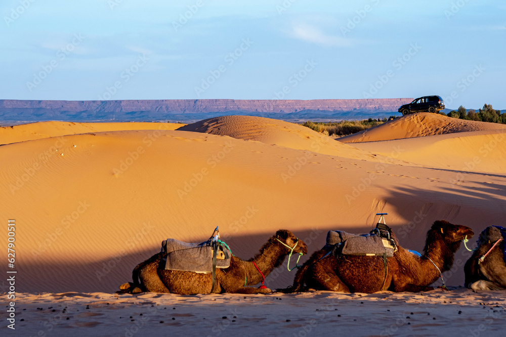 Fototapeta premium camel in the desert