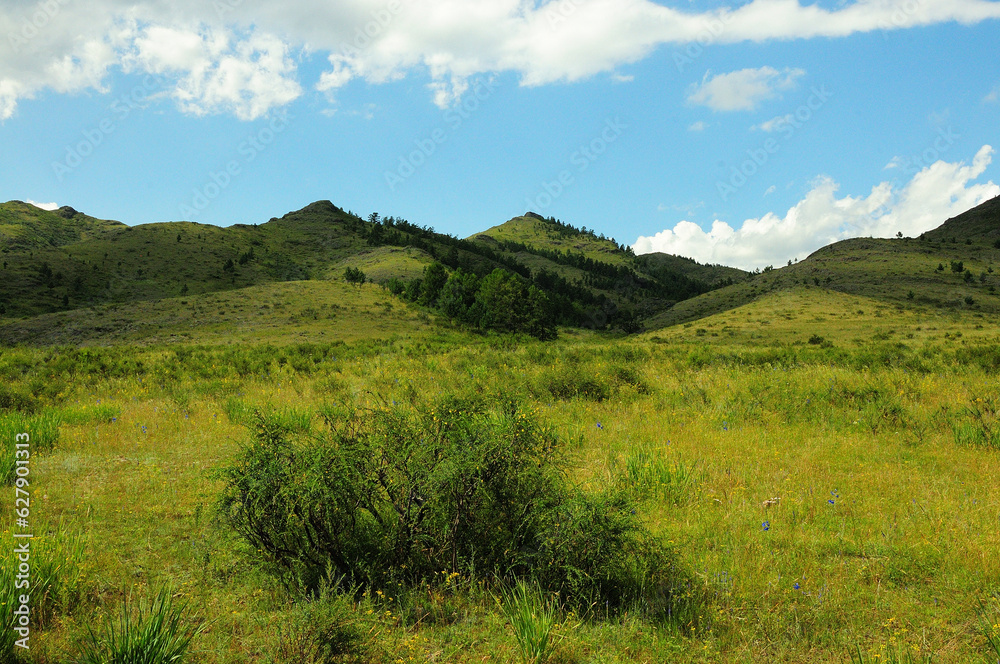 Bush and tall grass on the slope of a ridge of high hills under a summer cloudy sky.