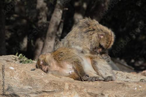 baboon sitting on the rock