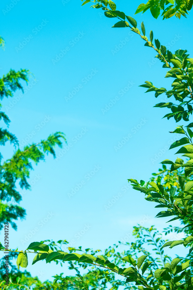 Obraz premium 카피공간이 있는 하늘과 초록나무