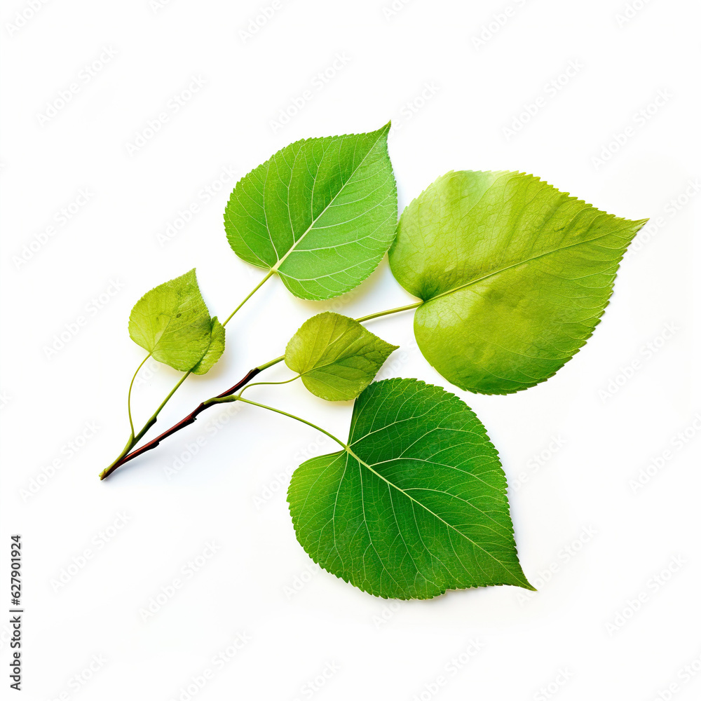 Obraz premium green leaf isolated on white