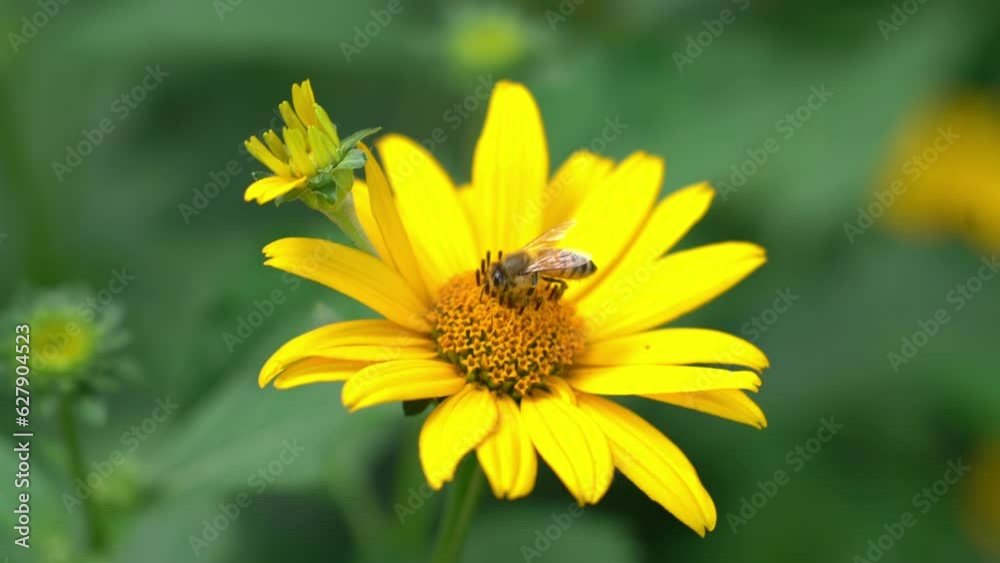 Bee on yellow flower collecting Bee on yellow flower collecting