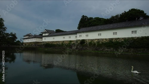 彦根城の中堀を泳ぐ白鳥 （滋賀県彦根市, 2023年7月） photo