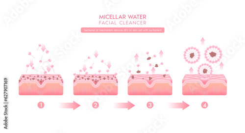 Sectional of mechanism remove dirt on skin cell with surfactant. Remove makeup with micellar. Cosmetics solution facial care pore cleaning with micellar water drop. Face cleanser pure healthy. Vector.