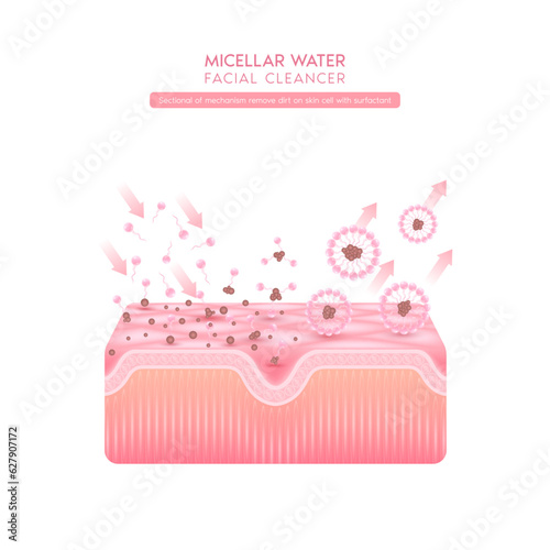 Sectional of mechanism remove dirt on skin cell with surfactant. Remove makeup with micellar. Cosmetics solution facial care pore cleaning with micellar water drop. Face cleanser pure healthy. Vector.
