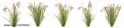 Set of rice with isolated on transparent background. PNG file, 3D rendering illustration, Clip art and cut out